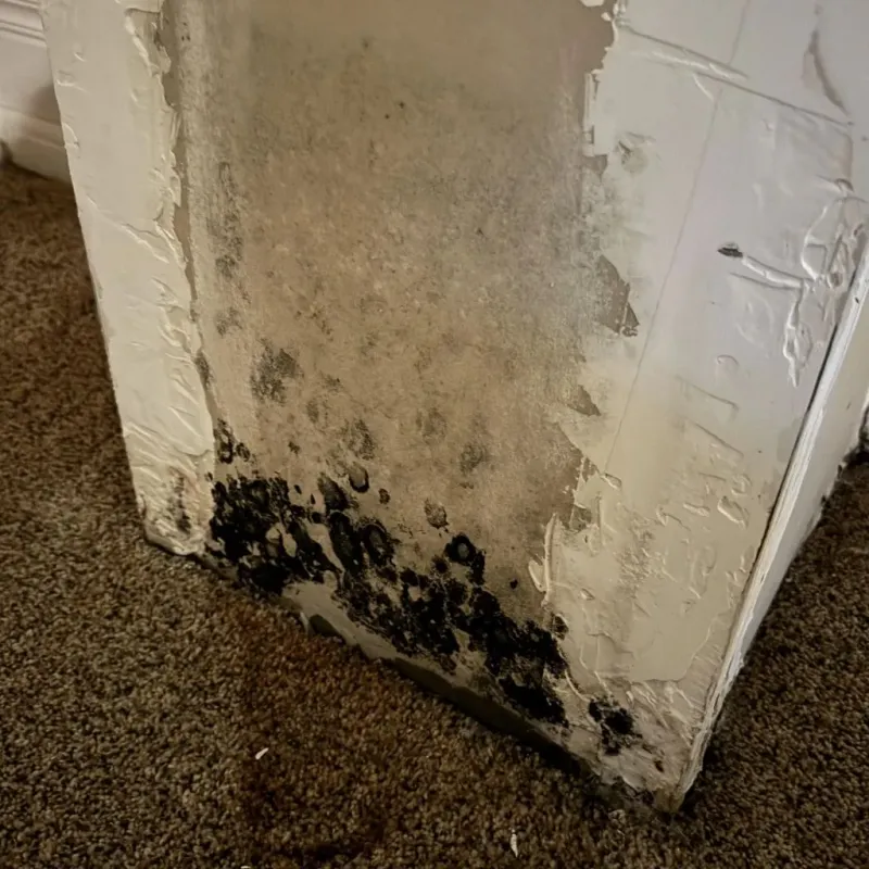 Professional Mold Removal in Warsaw, MO
